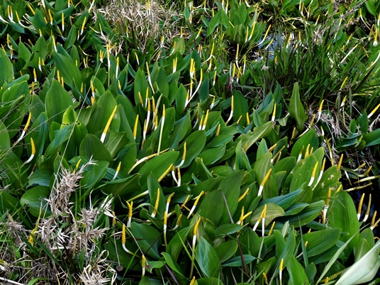 {Orontium aquaticum}